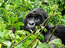 Конго 2011 г.